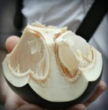 The outer cover of fruit is gelatinous and taste sweet and bland flavor. What Is Ice Apple Or Palmyra Fruit Infobarrel Fruit Benefits Palmyra Fruit Fresh Fruits And Vegetables