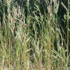 Image result for Urochloa brachyura