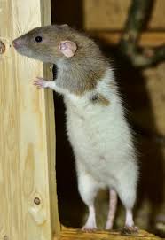 Ratten möchten sich bewegen und lieben das klettern. Ihre Ratten Richtig Beschaftigen Mit Tipps Von Zoostore
