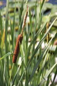 To maximize the effectiveness of your cattail treatments wait until… identifying & controlling muskrats How To Remove Cattails From A Lily Pad Pond