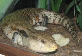 Tiliqua Gigas Wikipedia Types of blue tongue skinks. tiliqua gigas wikipedia