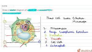 We did not find results for: Draw A Labelled Diagram Of A Plant Cell As Revealed By An Electron Microscope