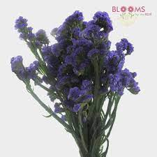 We did not find results for: Purple Filler Flowers Bulk Pack Wholesale Blooms By The Box