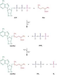 Reactions catalyzed by S -adenosylmethionine synthetase (MAT, the metK... |  Download Scientific Diagram