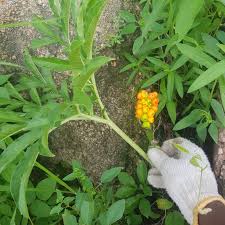Image result for Amorphophallus abyssinicus