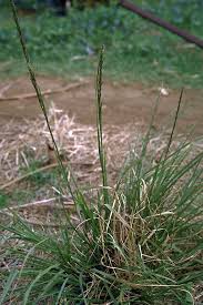 Image result for Sporobolus africanus