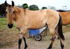 Buckskin And Dun Are Not The Same Thing The Equinest Horses Horse Markings Dun Horse