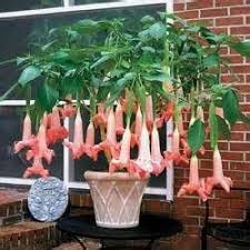 Pin On Angel Trumpets Brugsmansia