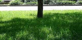 How To Grow Grass In Shade Today S Homeowner Grow Grass In Shade Grass For Shady Areas Shade Grass