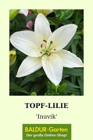 Topf Lilie Inuvik 1a Blumenzwiebeln Baldur Garten Lilien Pflanzen Blumenzwiebeln