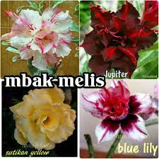 Check spelling or type a new query. Paket 4 Jenis Bunga Kamboja Adenium Warna Terkini Cantik Nan Unik Shopee Indonesia