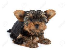 One Funny Puppy Of The Yorkshire Terrier With Big Ears Isolated On White Background Stock Photo Picture And Royalty Free Image Image 53038011