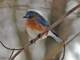 Birds Native To Virginia Backyard Bird List Northern Virginia Suburbs Backyard Birds Blue Bird Pet Birds