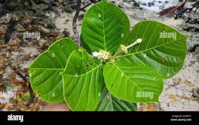 Image result for Guettarda