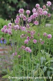 13 more photos view gallery. Aquilegia Akelei Gartnern Mit Stauden
