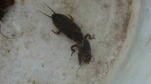 Alle weiteren informationen zu diesem begriff befinden sich im eintrag „turkuć.ergänzungen sollten daher auch nur dort vorgenommen werden. Wedkarstwo Sumowe Dzdzownica Kolowrotki Zanety Przynety Leszcz Ploc Sum Karp Czerwone Robaki Pl Turkuc Podjadek 20 Szt Wysylka Zero Zlotych