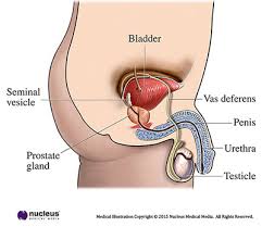 It's the most common form of prolapse. Urethral Trauma Urethral Stricture Disease Urethral Diverticulum Testicular Trauma Penile Trauma Pelvic Organ Prolapse Pelvic Fracture Meatal Stenosis Kidney Trauma Hypospadias Bladder Trauma Bladder Fistula What Is Urethral Trauma Injury To The