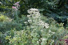 Image result for Lythrum rotundifolium