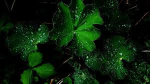 Free Download Dark Green Wallpaper Collection For Download 1920x1080 For Your Desktop Mobile Tablet Explore 77 Dark Green Backgrounds Dark Green Wallpaper Hd Dark Green Background Wallpaper Dark Green Striped Wallpaper Free download hd & 4k quality beautiful nature photo wallpapers. dark green background wallpaper