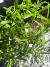 Image result for Oldenlandia lancifolia