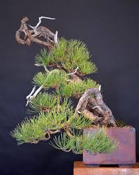 About 1% of these are bonsai, 0% are aquatic a wide variety of black pine bonsai options are available to you, such as climate, variety, and use. Ponderosa Pine Bonsai Bonsai Pine Bonsai Bonsai Tree