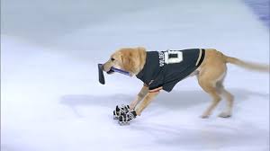 Zach hyman has an over/under of 0.5 goals and an assists total of 0.5 for sunday's game against the senators. Very Good Dog Puts On A Show At Golden Knights And Flames Game Sportsnet Ca