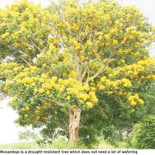 Image result for Markhamia lutea