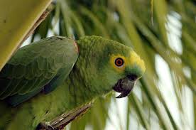 Amazon Rainforest Ecosystem