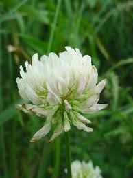 Image result for Trifolium masaiense