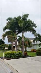 Foxtail palms (wodyetia bifurcata) are tall, stately trees that grow best in the warm climate found in u.s. The Foxtail Palm Wodyetia Bifurcata