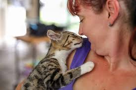 Cat by Jo Lyons Photography