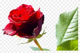 Check spelling or type a new query. Rose Wikipedia Free Shipping Vestidos De Novia Real Happy Rose Day To Friends Free Transparent Png Clipart Images Download