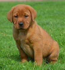 White polar bear lab puppy from english labs, white sugarhaven labrador retrievers. Fox Red English Lab Pups Family Loved Labs English Labradors For Sale Lab Puppies English Lab Puppies Fox Red Labrador
