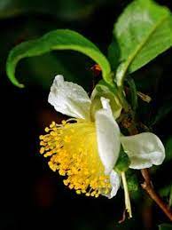 Drinking Health The Science Of Tea Flower Tea Tea Plant Flowers