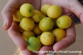 Image result for Ximenia americana