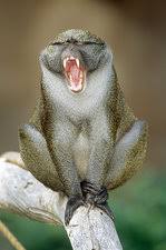 Allen's swamp monkeys live in the lowland forests of the central congolian basin. Allen S Swamp Monkey Stock Image Z910 0228 Science Photo Library