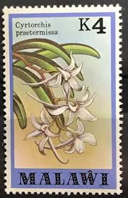 Image result for Cyrtorchis praetermissa