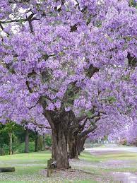 Jacaranda Tree Grafton Jacarandas Arboles Y Arbustos Arbustos