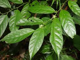 Image result for Leptonychia