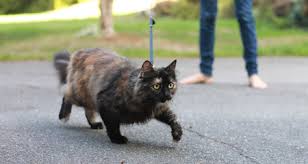 I noticed my cat limping a while back and it turned out that she had broken her leg and i somehow missed how it happened. Why Is My Cat Limping Petcoach