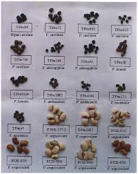 Image result for Vigna oblongifolia