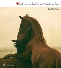 صوره حصان تجدها في قسم صور حيوانات في موقع شوف صور جديدة ومثيرة ومتنوعة مصنفة بطريقة مميزة وتتح Beautiful Arabic Words Love Quotes Wallpaper Arabic Quotes
