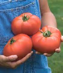 Organic Beefsteak Tomato Seeds Mycorrhizae Inoculated Bulk Etsy In 2021 Growing Tomatoes From Seed Beefsteak Tomato Tomato