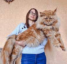 The maine coon size is the biggest trained feline breed. Maine Coon Size This Is A Huge One