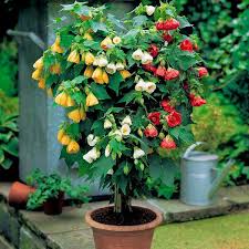 Tips for growing shrubs in containers. 11 Best Shrubs For Containers Ideas Shrubs Container Plants Garden Containers