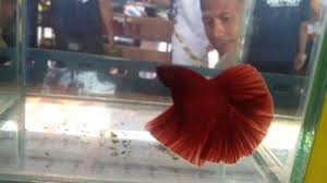 Tafsir Arti Mimpi Ikan Melihat Ikan Mas Adalah Pertanda Rezeki Nomplok Simak Penjelasannya Tribunnewsmaker Com
