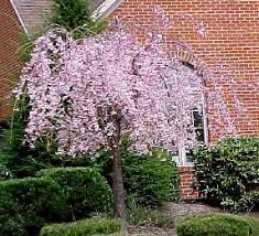 Pear trees are tall, growing 25 to 30 feet and up to 20 feet wide. Snow Fountains Weeping Cherry Small Ornamental Trees Flowering Trees Front Yard Landscaping