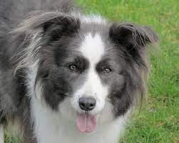 The border collie originated in the united kingdom in the 1800s for use as a herding dog and guard dog, along with a variety of other sheep herding dogs. Pin By Debora Rogers On Dogs Horses Etc Blue Border Collie Border Collie Collie