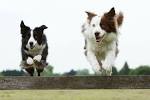 Healthiest Dog Breeds: 30 Dogs With The Least Health ...
