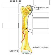 Its not option b blank long bone diagram long bone diagram . Long Bone Labeling Diagram Quizlet